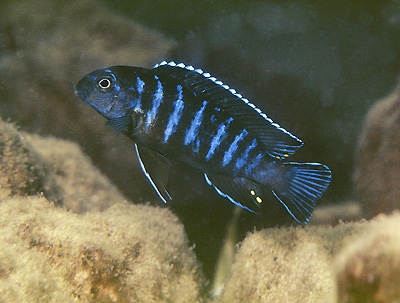 Tropheops sp. 'elongatus mbako' Hai Reef